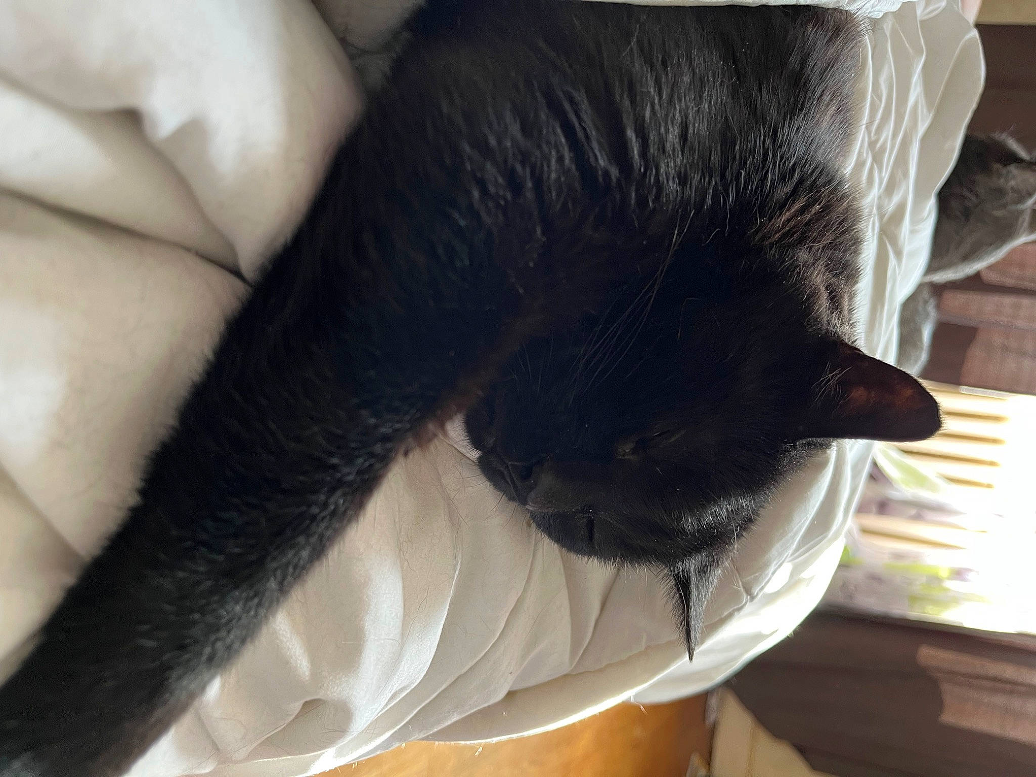 Texas a rejoint le concours — aidez-le/la à gagner de superbes lots ! black_cat, bombay, carnivore, cat, cat_supply, claw, comfort, domestic_short_haired_cat, felidae, foot, fur, gesture, hardwood, human_leg, nap, paw, small_to_medium_sized_cats, snout, tail, whiskers