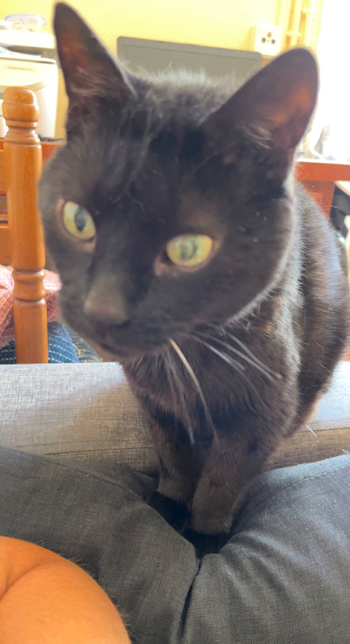 Texas a rejoint le concours — aidez-le/la à gagner de superbes lots ! black_cat, carnivore, cat, cat_supply, claw, comfort, domestic_short_haired_cat, felidae, fur, grey, iris, nail, paw, small_to_medium_sized_cats, snout, tail, terrestrial_animal, whiskers