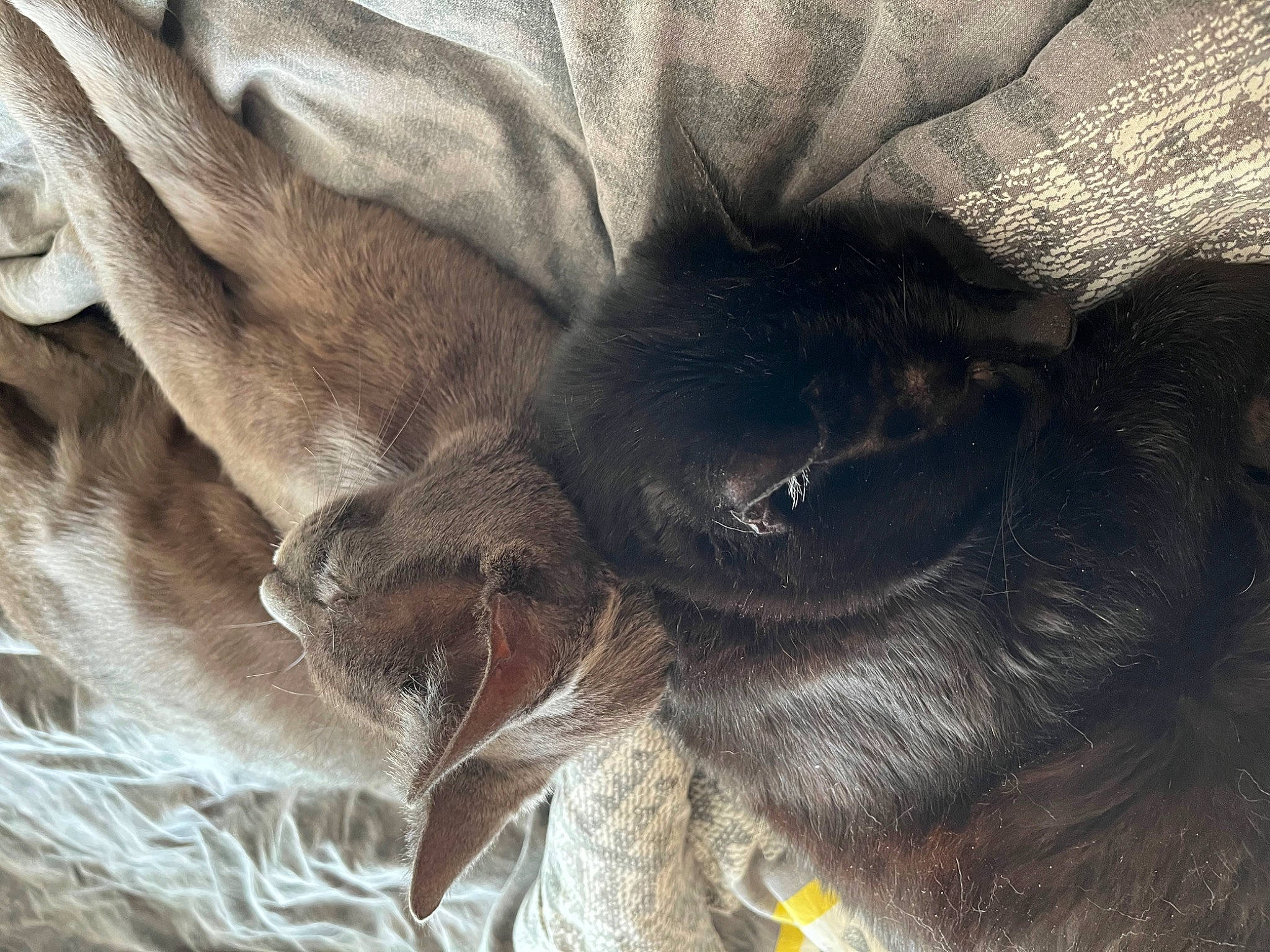 Texas participe au concours pour gagner de l'argent avec cette photo : carnivore, cat, claw, comfort, companion_dog, dog_breed, ear, fawn, felidae, fur, grey, liver, mammal, paw, small_to_medium_sized_cats, tail, terrestrial_animal, vertebrate, whiskers, working_animal