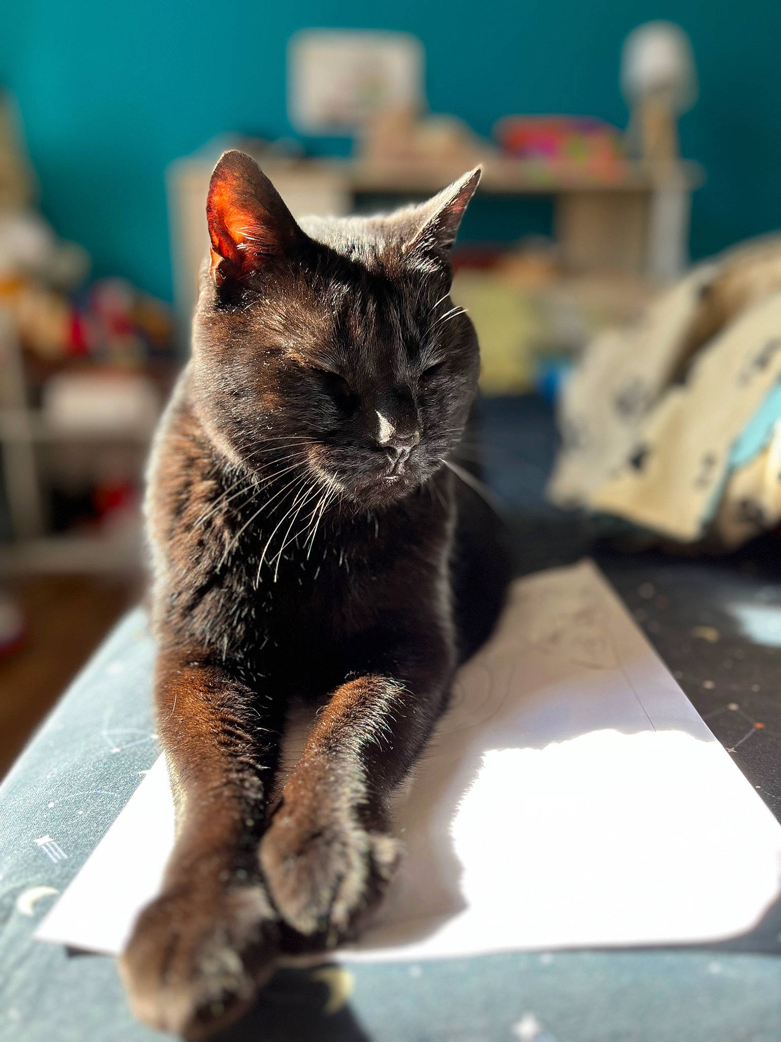 Texas participe au concours pour gagner de l'argent avec cette photo : carnivore, cat, claw, domestic_short_haired_cat, felidae, fur, paw, sitting, small_to_medium_sized_cats, snout, table, terrestrial_animal, whiskers, window