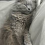 Kiwi joined the competition — help win amazing prizes! animal, blanket, cat, close_up, comfort, cozy, cute, domestic, feline, fluffy, fur, gray_cat, indoor, laying_down, peaceful, pet, relaxation, resting, sleeping, soft