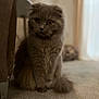 amber_eyes, animal, carpet, cat, closeup, cozy, curious, cute, domestic, feline, fluffy, furry, gray_fur, home, indoor, pet, portrait, scottish_fold, sitting, soft_light