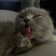 Kiwi joined the competition — help win amazing prizes! animal, cat, closeup, cute, face, feline, fluffy, fur, grooming, indoor, mammal, nose, paw, pet, relaxed, resting, sleepy, tongue, tongue_out, whiskers