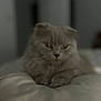 Kiwi is registered to the contest to win money with this photo: animal, bed, cat, closeup, cushion, cute, ears, eyes, feline, fluffy, gray_cat, indoor, paws, pet, portrait, relaxed, resting, sleepy, soft, whiskers