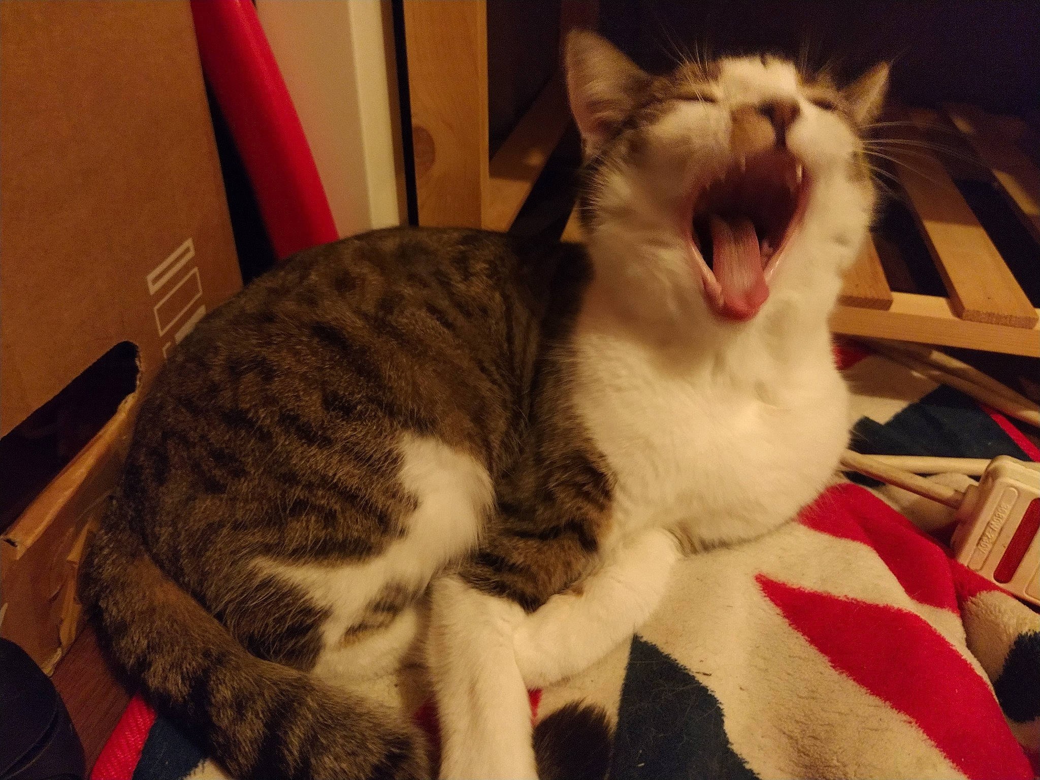 Naya a rejoint le concours — aidez-le/la à gagner de superbes lots ! aegean_cat, american_wirehair, asian, carnivore, cat, domestic_short_haired_cat, european_shorthair, eye, facial_expression, felidae, fur, mammal, mouth, nose, organ, paw, small_to_medium_sized_cats, vertebrate, whiskers, yawn