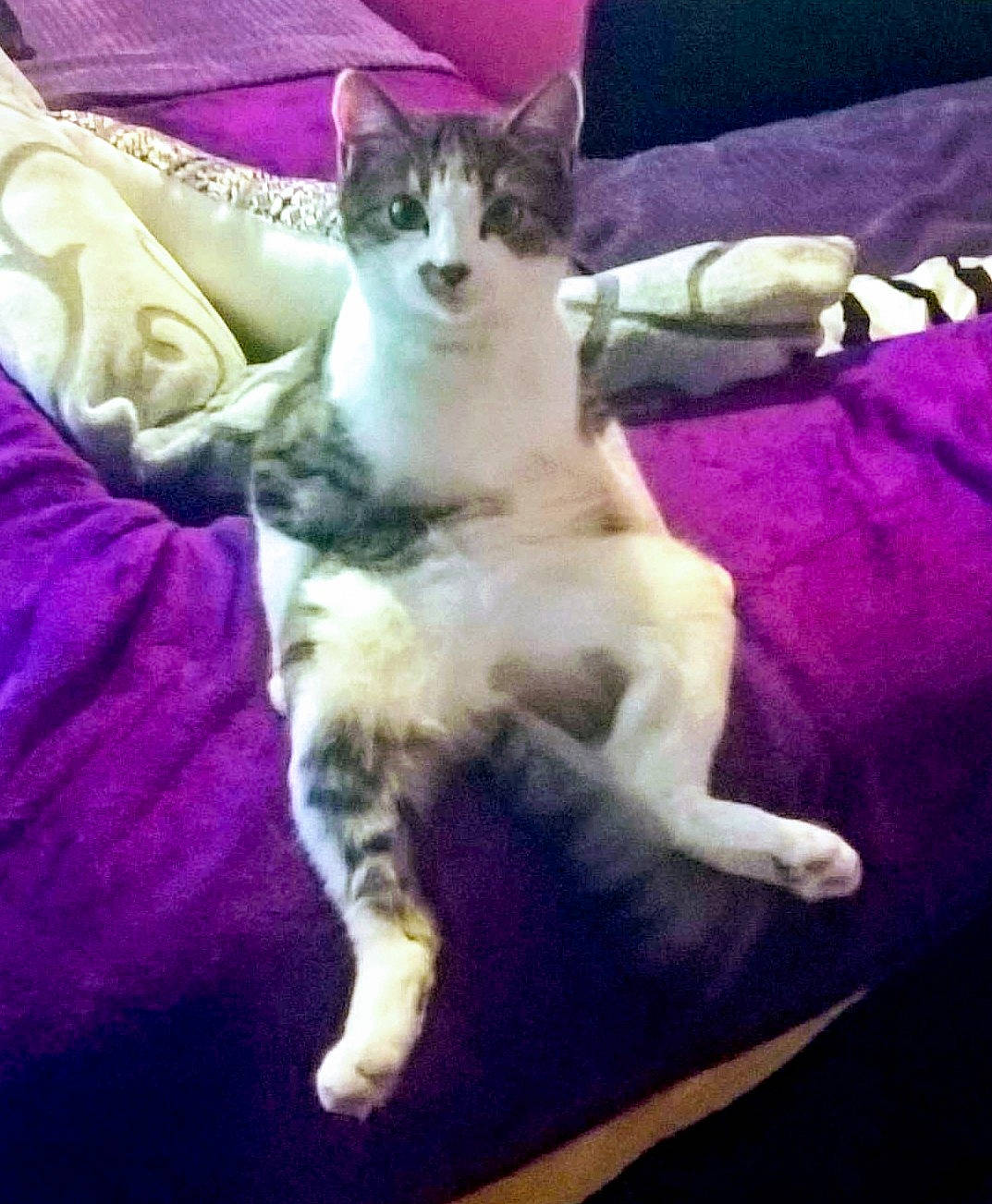 Naya a rejoint le concours — aidez-le/la à gagner de superbes lots ! aegean_cat, american_wirehair, carnivore, cat, domestic_short_haired_cat, european_shorthair, felidae, kitten, mammal, polydactyl_cat, small_to_medium_sized_cats, tail, whiskers