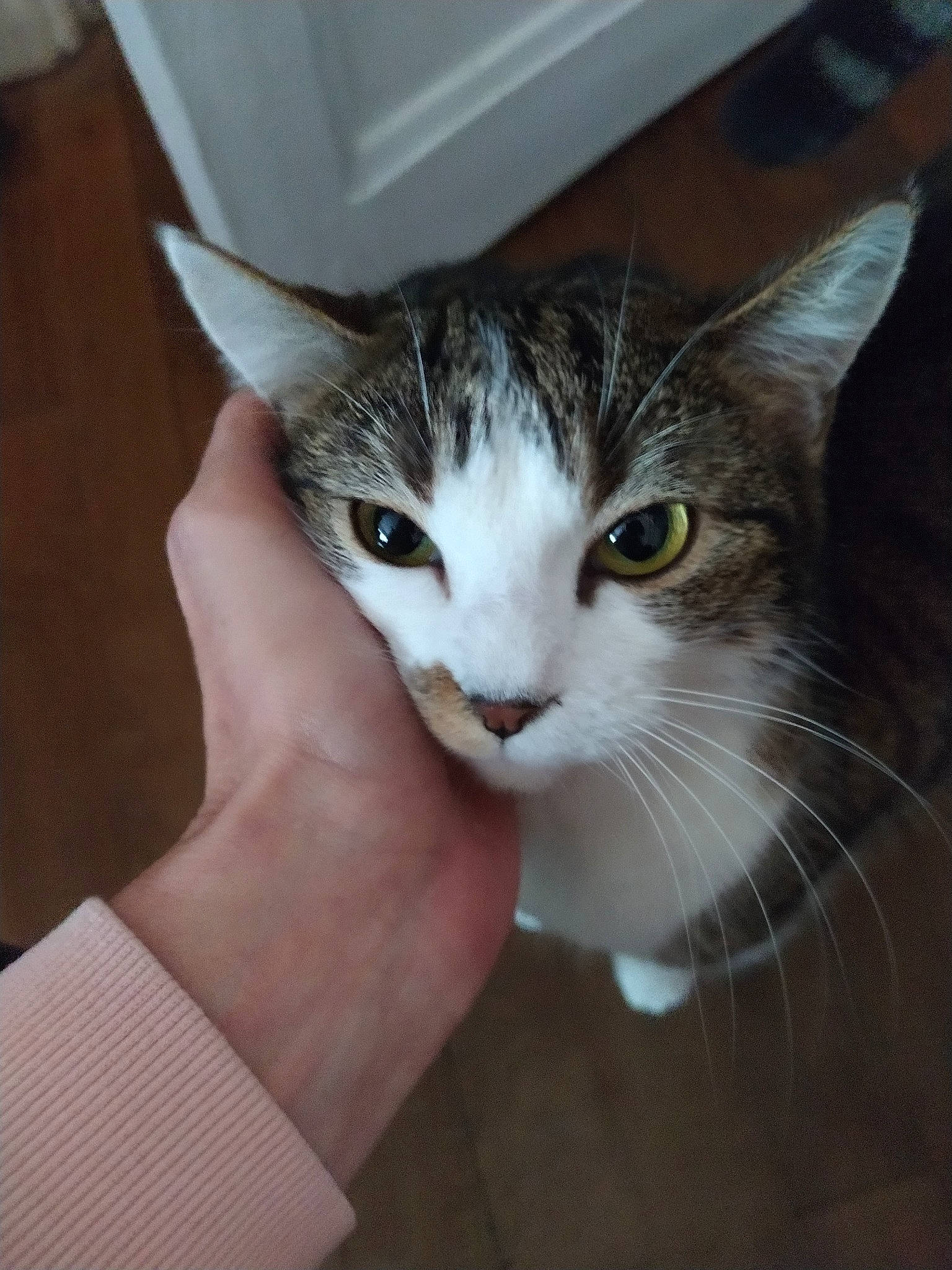 Naya a rejoint le concours — aidez-le/la à gagner de superbes lots ! aegean_cat, american_shorthair, american_wirehair, asian, carnivore, cat, domestic_short_haired_cat, european_shorthair, eye, fawn, felidae, kitten, small_to_medium_sized_cats, tabby_cat, whiskers