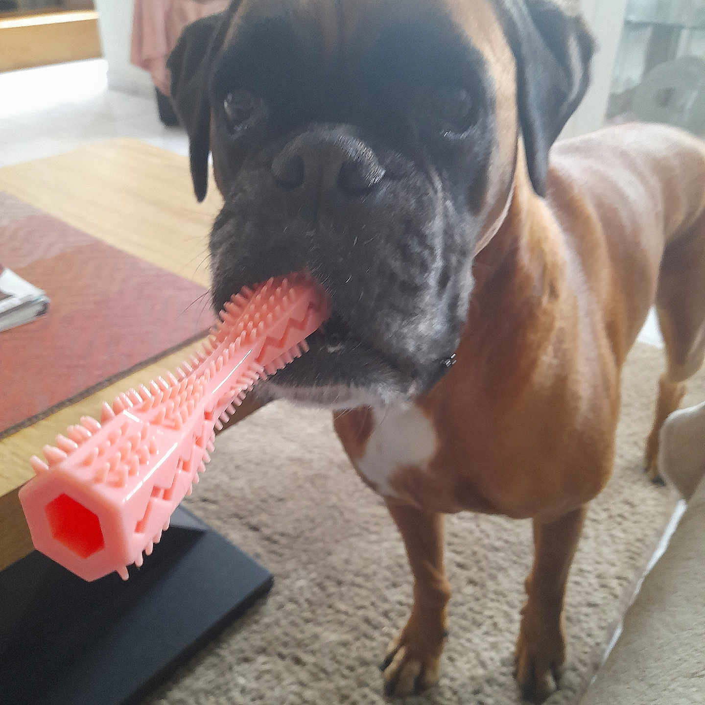 Nina a rejoint le concours — aidez-le/la à gagner de superbes lots ! animal, black_muzzle, boxer, brown_fur, canine, carpet, chew_toy, close_up, curious, dog, domestic, furniture, house, indoor, living_room, pet, playful, standing, table, toy