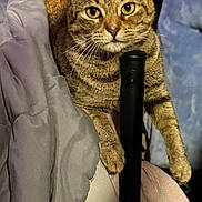 Hazelnut is registered to the contest to win money with this photo: cat, tabby, pet, animal, feline, blanket, indoor, cozy, fur, paw, curious, striped, resting, closeup, domestic, home, comfort, cute, whiskers, eyes