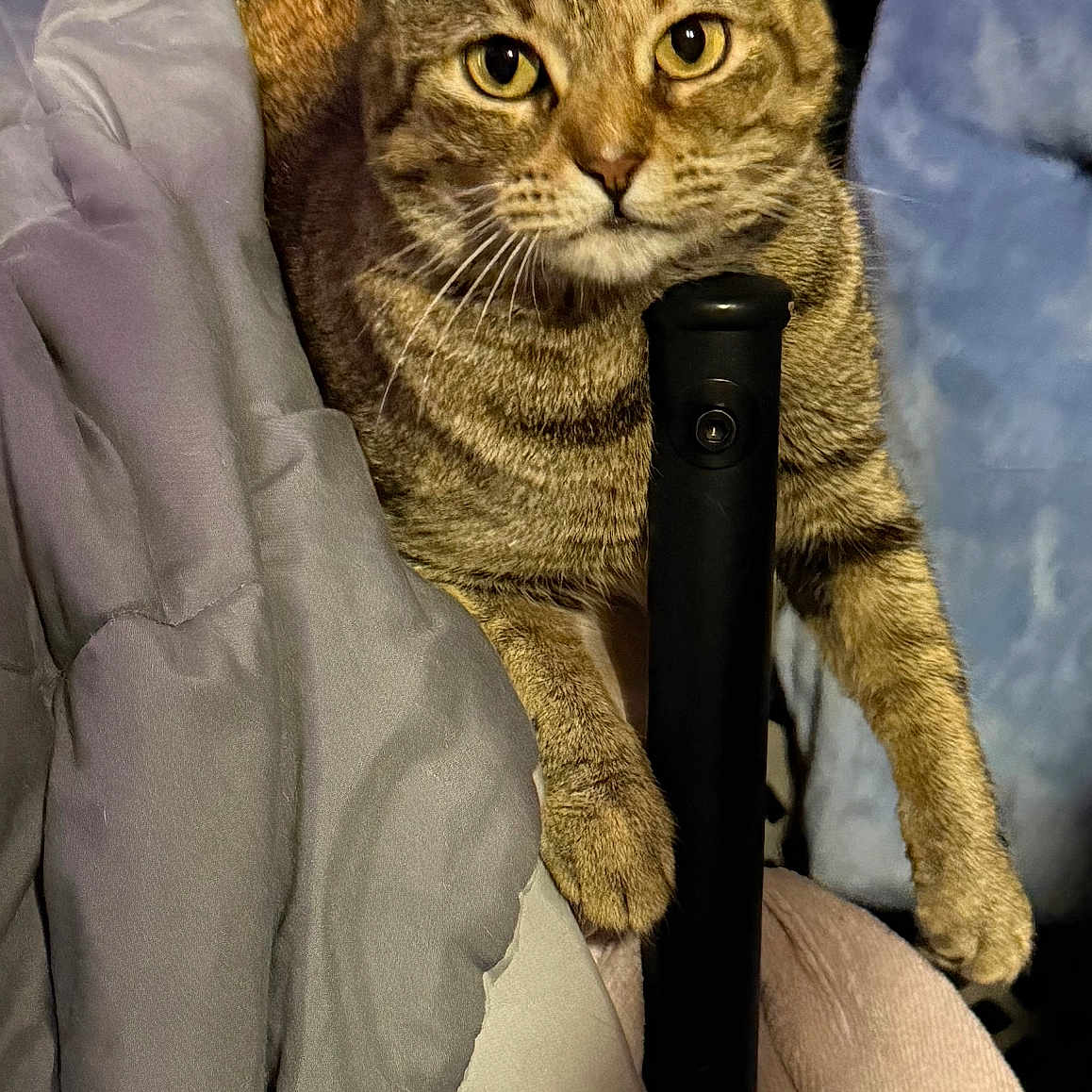 Hazelnut is registered to the contest to win money with this photo: animal, blanket, cat, closeup, comfort, cozy, curious, cute, domestic, eyes, feline, fur, home, indoor, paw, pet, resting, striped, tabby, whiskers