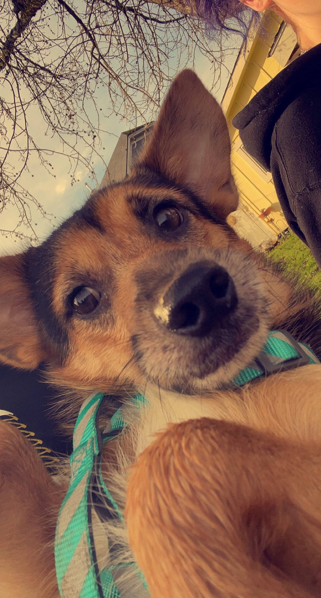 Little is registered to the contest to win money with this photo: carnivore, cloud, companion_dog, cool, dog, dog_breed, ear, fawn, fur, happy, herding_dog, jaw, mountain, selfie, sky, snout, sporting_group, whiskers, wilderness, working_animal