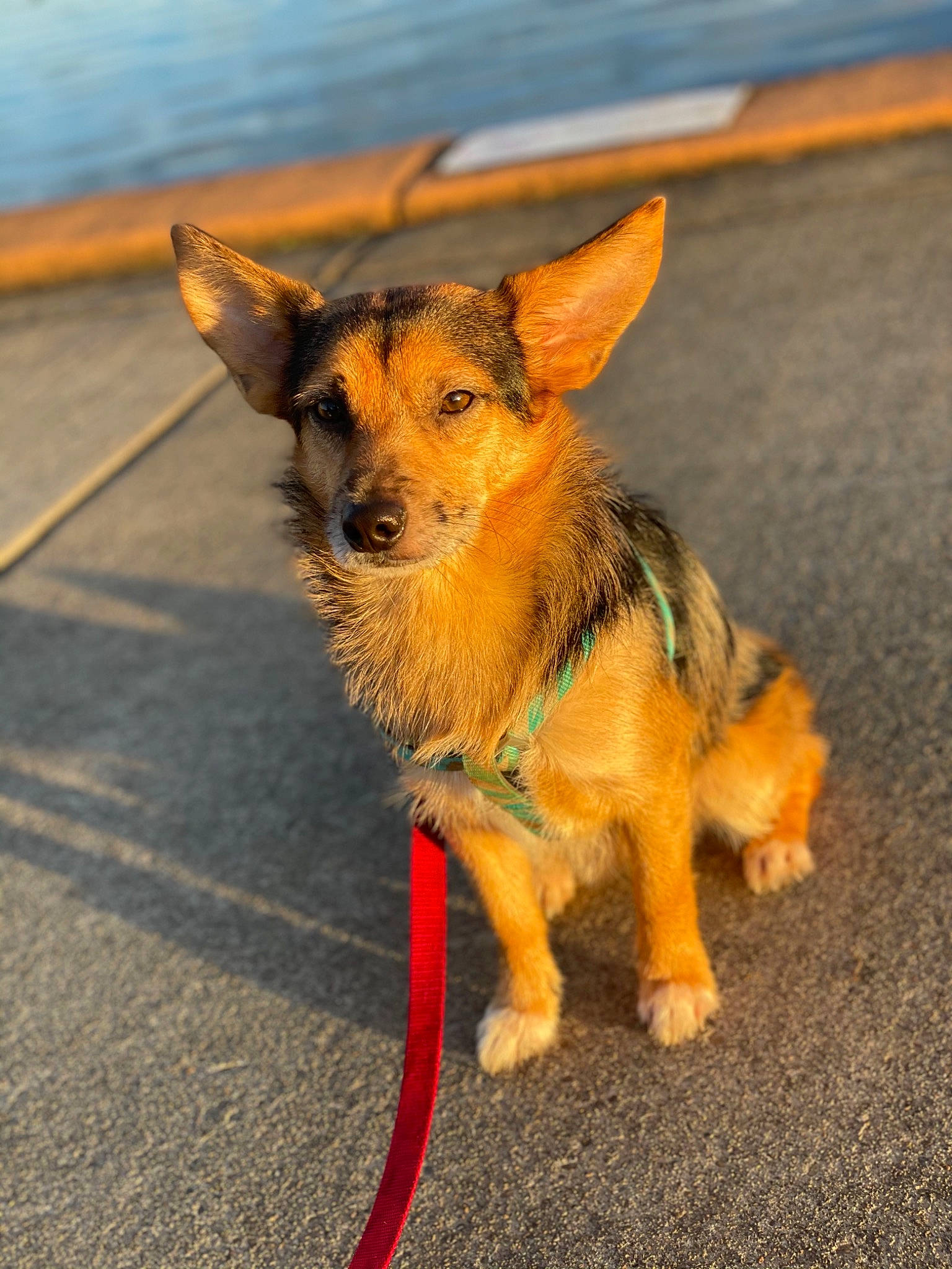 Little joined the competition — help win amazing prizes! asphalt, canidae, carnivore, collar, companion_dog, dog, dog_breed, dog_clothes, dog_supply, fawn, fur, grass, road_surface, snout, sporting_group, tail, terrestrial_animal, tire, toy_dog, whiskers