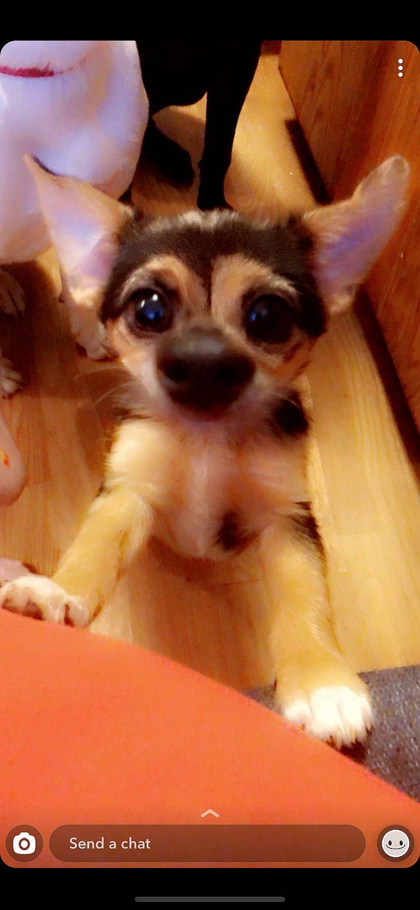 Little is registered to the contest to win money with this photo: canidae, carnivore, chihuahua, companion_dog, dog, dog_breed, dog_supply, ear, eyewear, fawn, fur, glasses, paw, snout, sporting_group, terrestrial_animal, toy_dog, whiskers, wood, working_animal