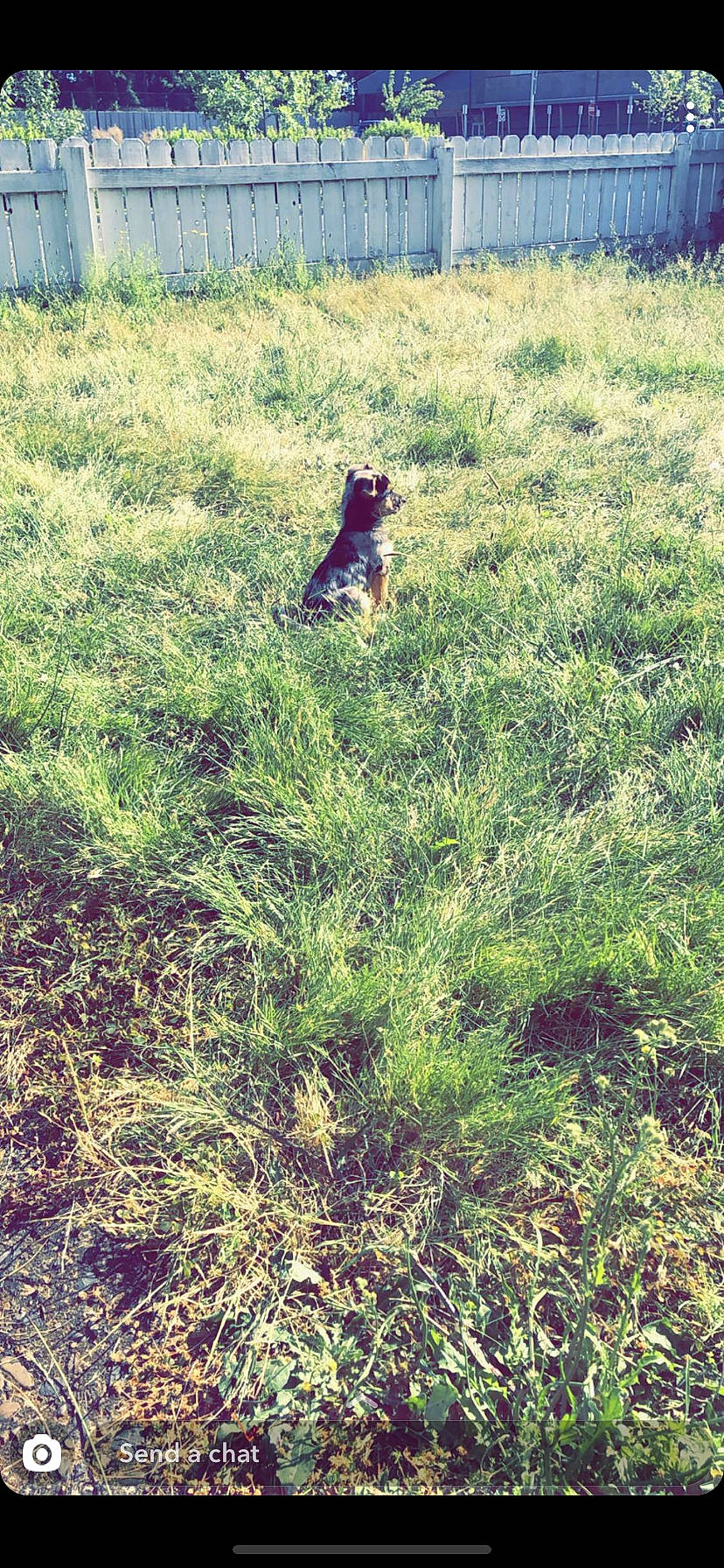 Little joined the competition — help win amazing prizes! ecoregion, field, forest, grass, grass_family, grassland, groundcover, landscape, meadow, natural_landscape, pasture, people_in_nature, plant, plant_community, prairie, shrub, shrubland, slope, soil, tree