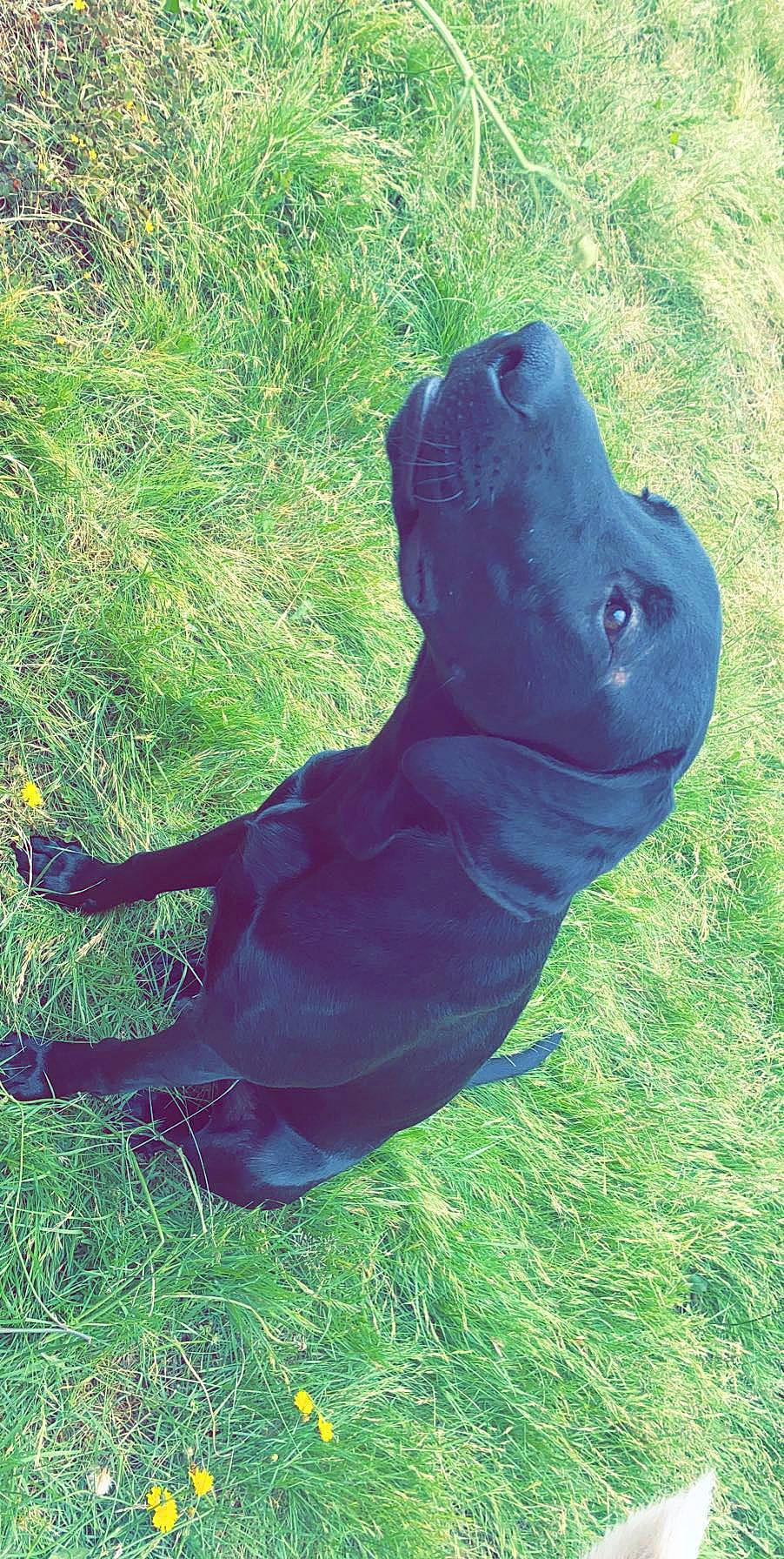 Kyng is registered to the contest to win money with this photo: art, canidae, carnivore, companion_dog, dog, dog_breed, electric_blue, fawn, grass, grassland, mammal, people_in_nature, sculpture, shadow, snout, sporting_group, statue, terrestrial_animal, tints_and_shades, working_animal