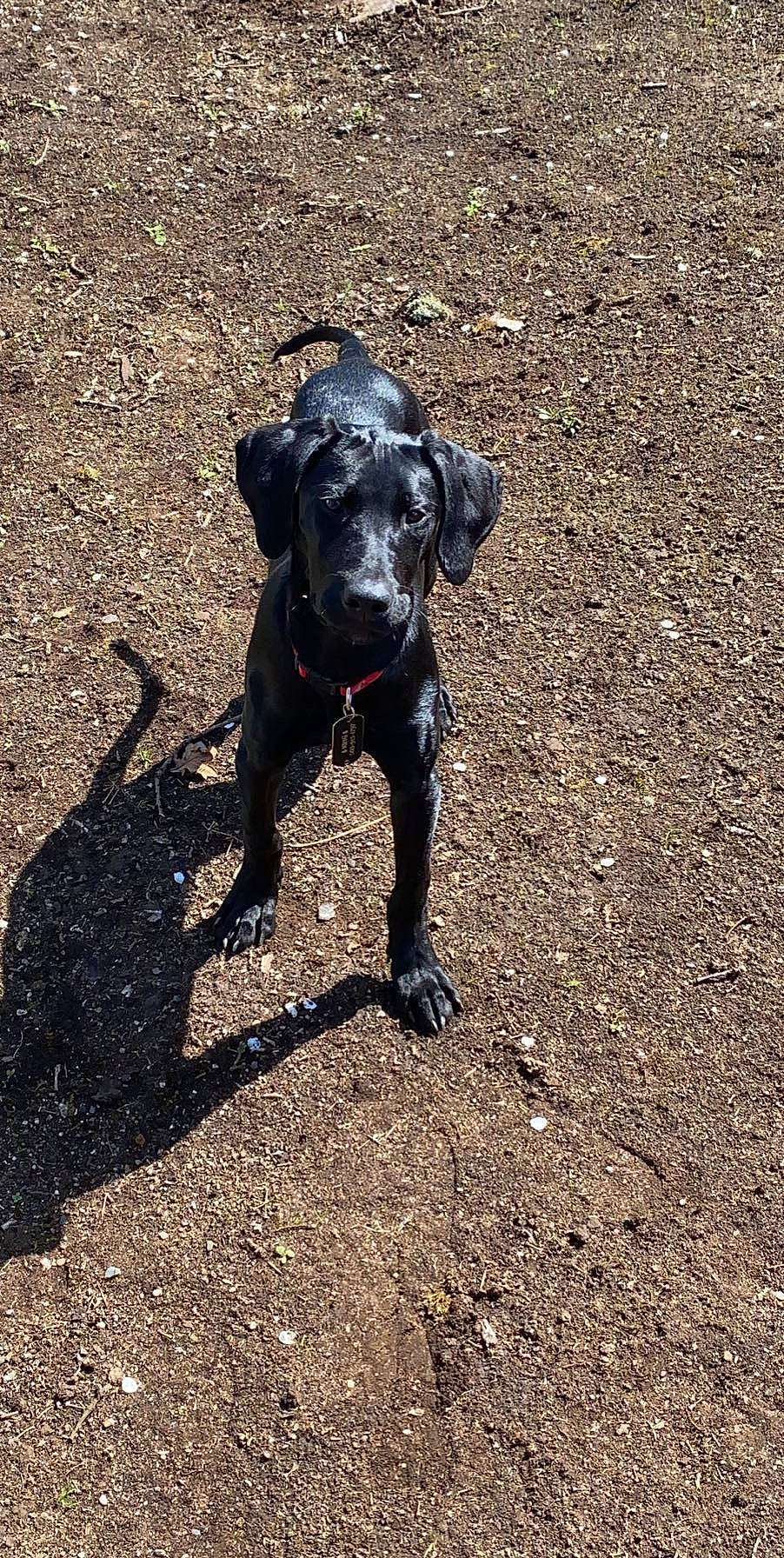 Kyng is registered to the contest to win money with this photo: borador, canidae, carnivore, companion_dog, dog, dog_breed, dog_collar, dog_walking, fawn, guard_dog, road_surface, shadow, snout, soil, sporting_group, street_dog, tail, terrestrial_animal, working_animal, working_dog