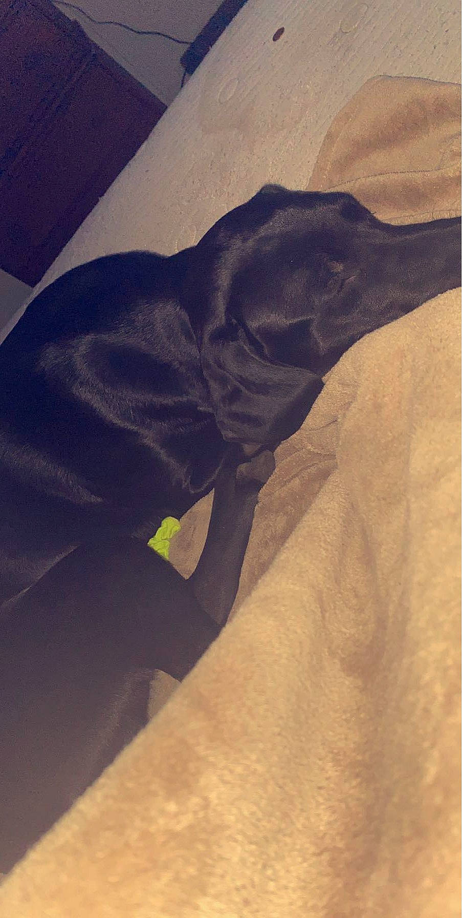 Kyng joined the competition — help win amazing prizes! art, canidae, carnivore, companion_dog, dog, dog_breed, electric_blue, font, grey, guard_dog, landscape, rectangle, shadow, sleeve, sporting_group, tail, terrestrial_animal, tints_and_shades, visual_arts, working_animal