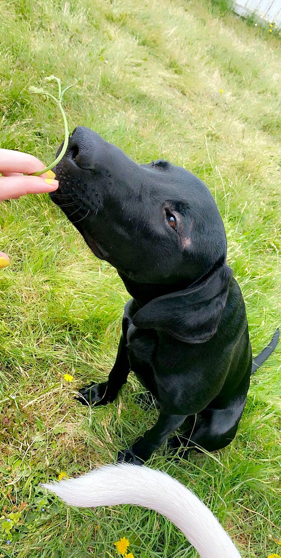 Kyng is registered to the contest to win money with this photo: borador, canidae, carnivore, collar, companion_dog, dog, dog_breed, dog_collar, grass, gun_dog, hunting_dog, non_sporting_group, personal_protective_equipment, plant, sculpture, snout, sporting_group, terrestrial_animal, whiskers, working_animal