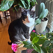Sox is registered to the contest to win money with this photo: cat, tuxedo_cat, plant, flower, green_leaves, pink_flower, indoor, wooden_floor, pot_plant, curtain, table, chair, furniture, pet, animal, domestic_cat, leaf, nature, closeup, houseplant