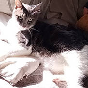 Nala participe au concours pour gagner de l'argent avec cette photo : abyssinian, angora, animal, bed, bedroom, blanket, cat, couch, cushion, furniture, homedecor, indoors, kitten, manx, person, pet, quilt, room, siamese, sleeping