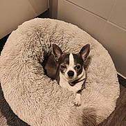 Gus a rejoint le concours — aidez-le/la à gagner de superbes lots ! dog, chihuahua, pet_bed, fluffy, cozy, small_dog, indoor, floor, wood_floor, looking_up, ears_up, brown_and_white, collar, resting, cute, animal, companion, domestic, calm, relaxed