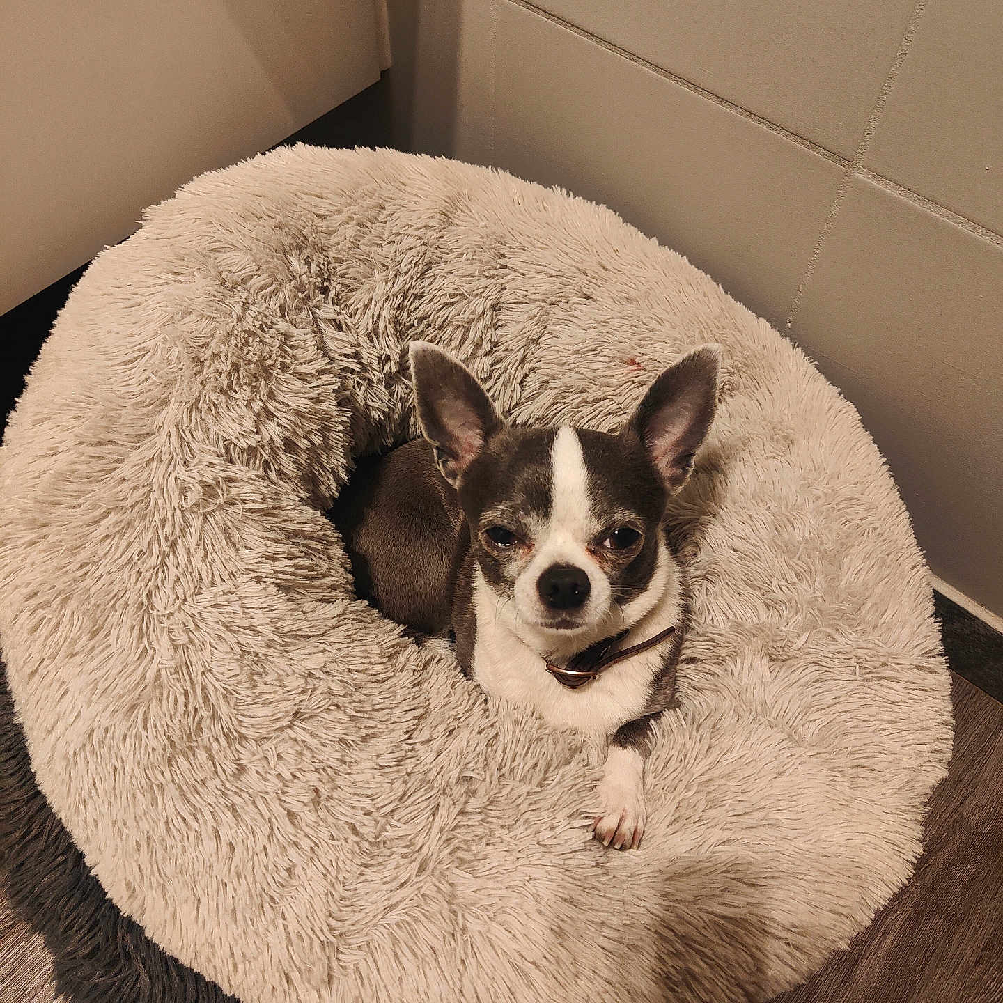 Gus a rejoint le concours — aidez-le/la à gagner de superbes lots ! dog, chihuahua, pet_bed, fluffy, cozy, small_dog, indoor, floor, wood_floor, looking_up, ears_up, brown_and_white, collar, resting, cute, animal, companion, domestic, calm, relaxed