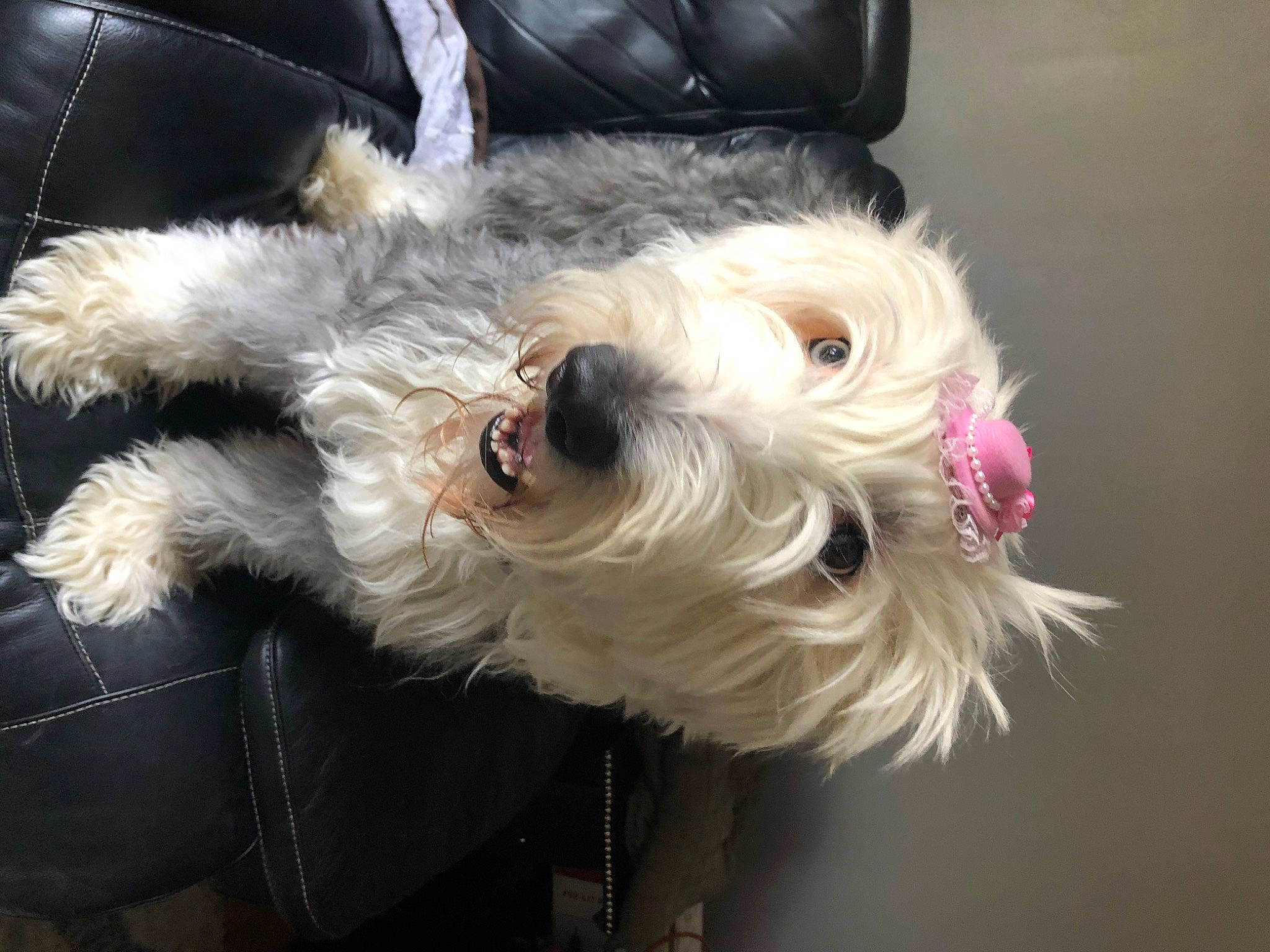Gracie joined the competition — help win amazing prizes! briquet_griffon_vendeen, canidae, carnivore, companion_dog, dog, dog_breed, glen_of_imaal_terrier, irish_soft_coated_wheaten_terrier, maltese, mammal, miniature_schnauzer, old_english_sheepdog, puppy, rare_breed_dog, schnoodle, sporting_lucas_terrier, terrier, tibetan_terrier, vertebrate, west_highland_white_terrier