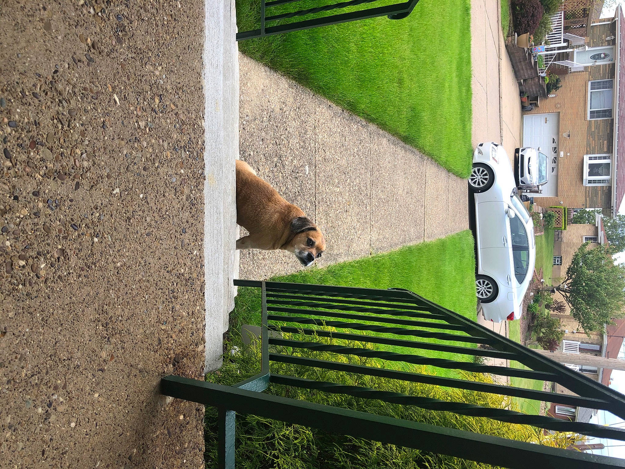 Nico is registered to the contest to win money with this photo: cat, felidae, grass, green, handrail, plant, road, stairs, tail