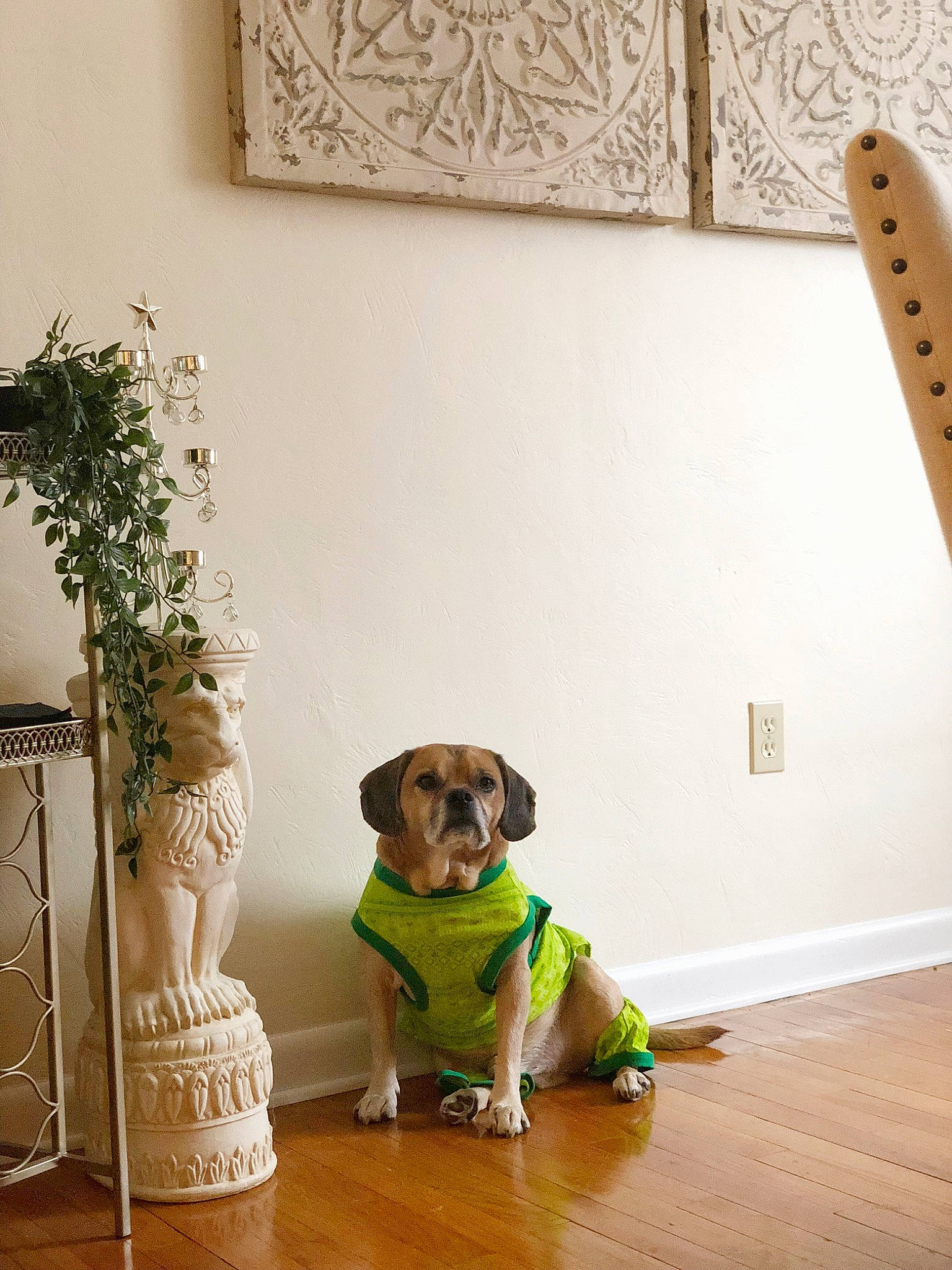 Nico joined the competition — help win amazing prizes! canidae, carnivore, dachshund, dog, dog_breed, door, fawn, floor, flooring, hardwood, home, interior_design, puggle, puppy, room, sporting_group, table, window, wood, wood_flooring