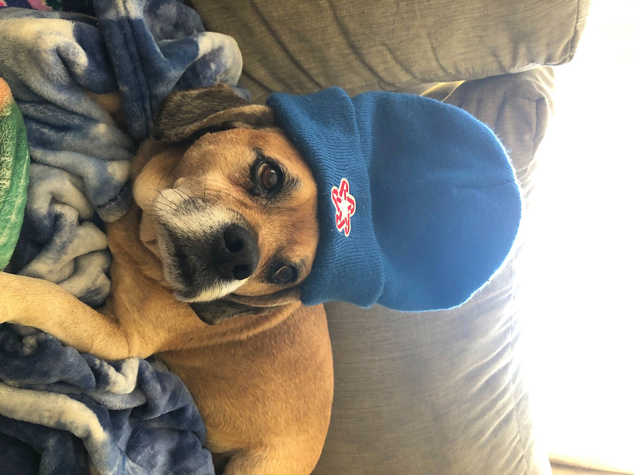 Nico is registered to the contest to win money with this photo: black_mouth_cur, boerboel, canidae, carnivore, companion_dog, dog, dog_breed, fawn, mammal, mountain_cur, puggle, puppy, puppy_love, rhodesian_ridgeback, snout