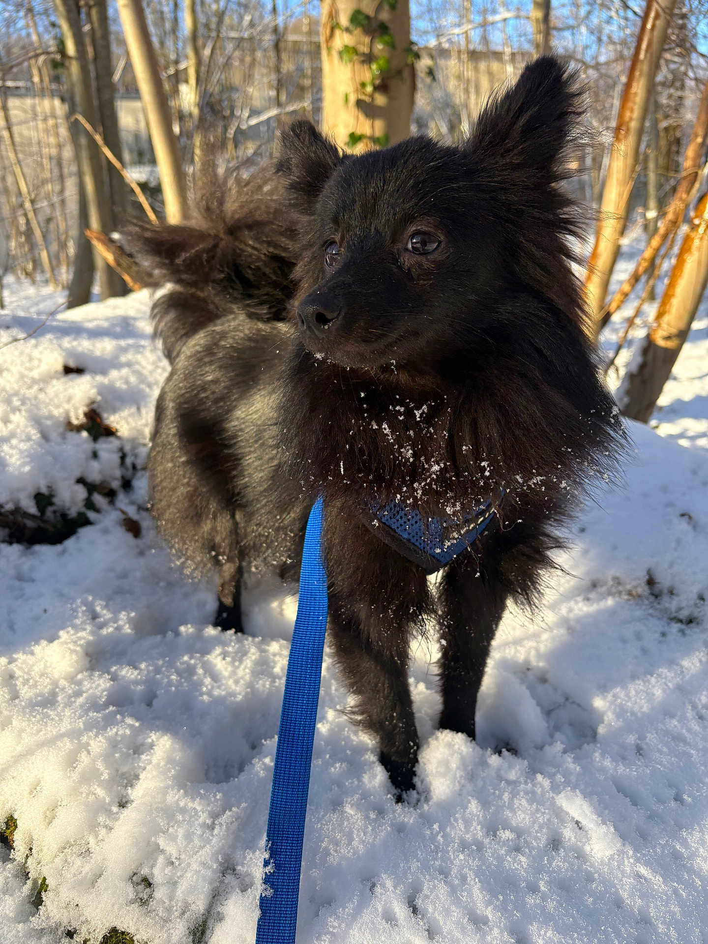 Palta a rejoint le concours — aidez-le/la à gagner de superbes lots ! dog, black_dog, snow, leash, outdoor, winter, forest, trees, sunlight, pet, fluffy, animal, nature, curious, cold, fur, daylight, walking, canine, playful
