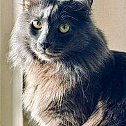 Kiwi is registered to the contest to win money with this photo: animal, cat, close_up, domestic, ears, feline, fluffy, fur, gaze, green_eyes, indoor, long_hair, majestic, muzzle, pet, portrait, sitting, soft_light, whiskers, window_light