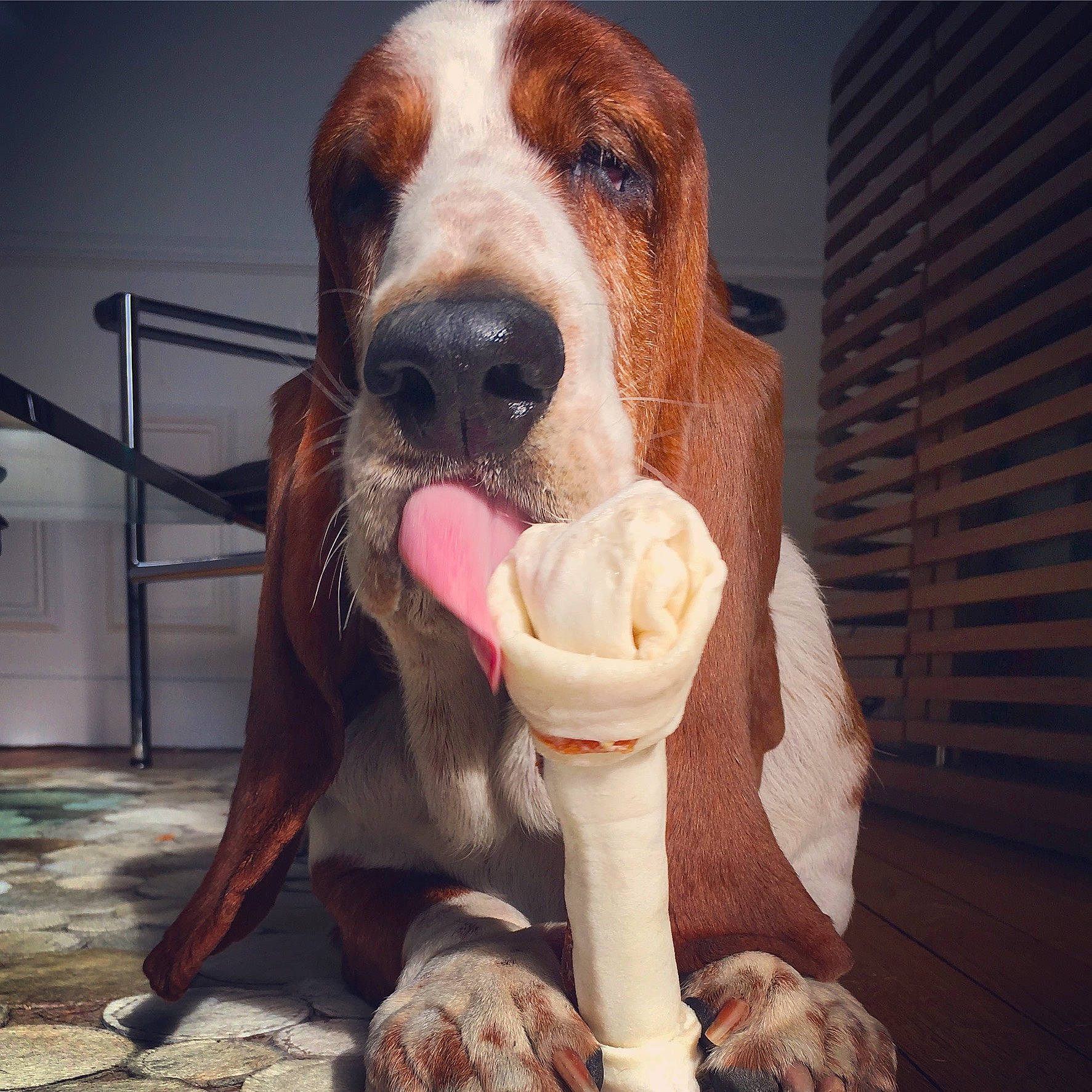 Brigitte a rejoint le concours — aidez-le/la à gagner de superbes lots ! basset_artesien_normand, basset_hound, canidae, carnivore, companion_dog, dog, dog_breed, fawn, hound, hunting_dog, nose, puppy_love, rare_breed_dog, scent_hound, schweizer_laufhund, snout
