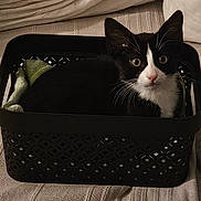 Oshï a rejoint le concours — aidez-le/la à gagner de superbes lots ! cat, black_and_white, basket, pet, animal, indoor, curious, feline, whiskers, ears, nose, eyes, cozy, fabric, texture, resting, cute, small, domestic, home