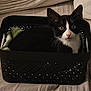 cat, black_and_white, basket, pet, animal, indoor, curious, feline, whiskers, ears, nose, eyes, cozy, fabric, texture, resting, cute, small, domestic, home