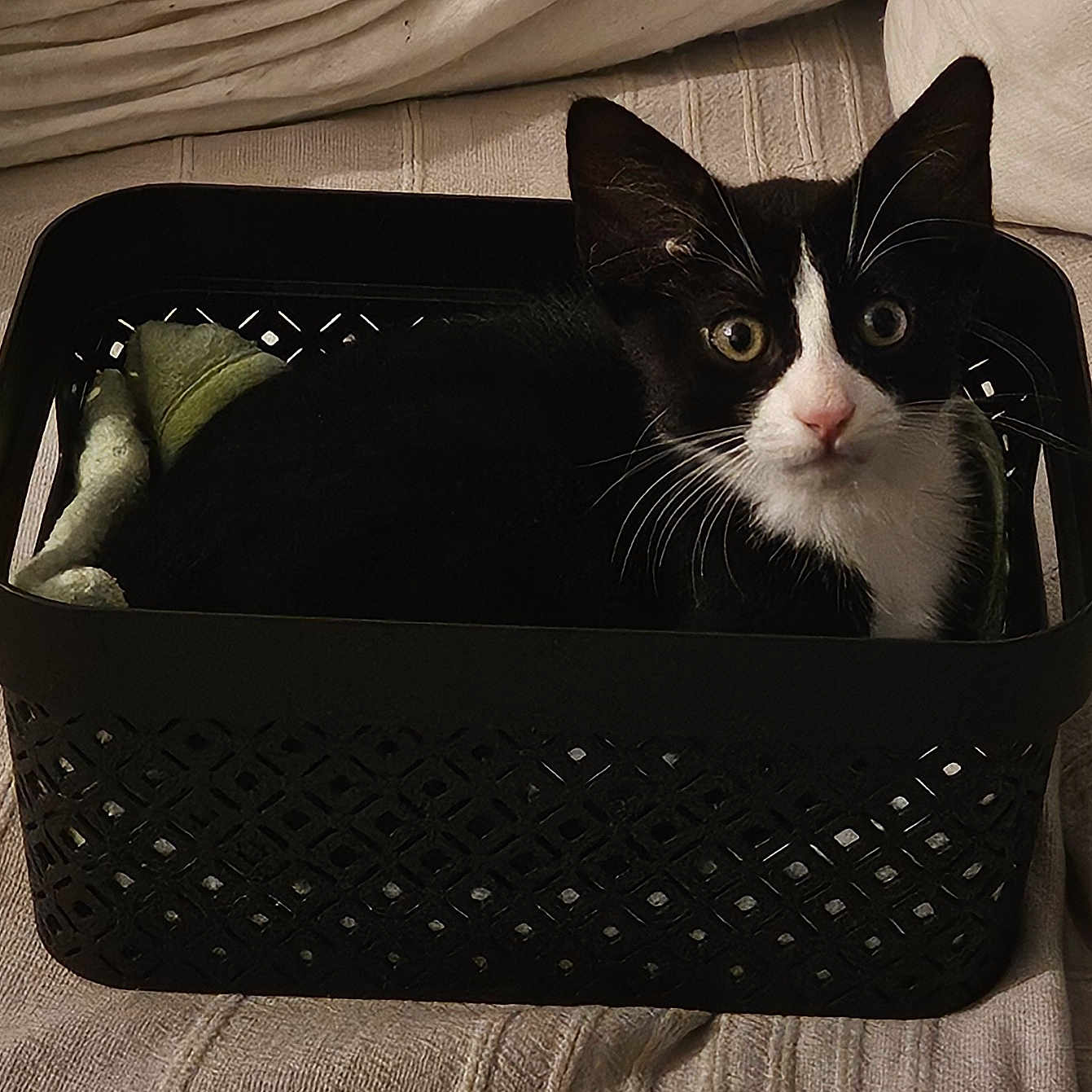 Oshï a rejoint le concours — aidez-le/la à gagner de superbes lots ! animal, basket, black_and_white, cat, cozy, curious, cute, domestic, ears, eyes, fabric, feline, home, indoor, nose, pet, resting, small, texture, whiskers