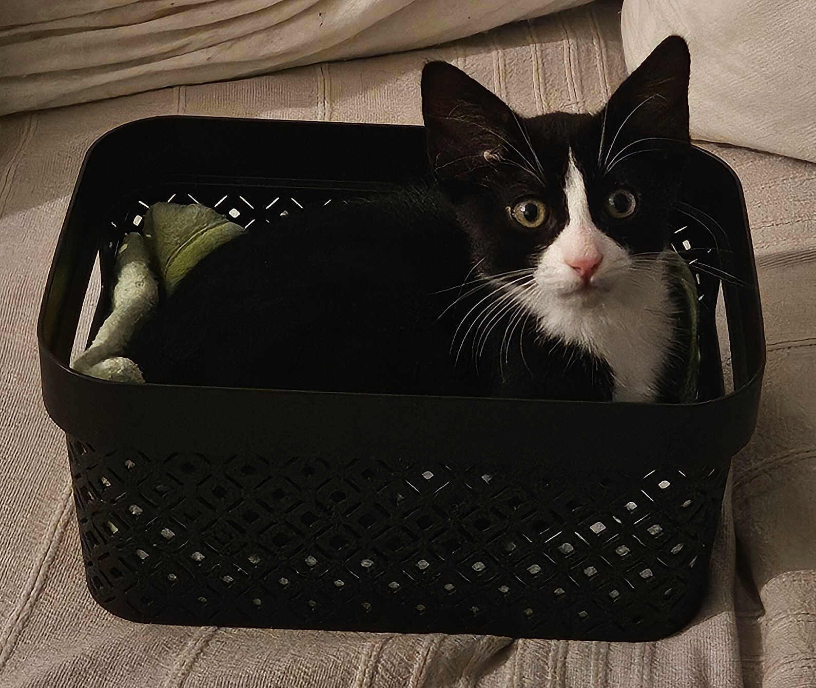 Oshï a rejoint le concours — aidez-le/la à gagner de superbes lots ! cat, black_and_white, basket, pet, animal, indoor, curious, feline, whiskers, ears, nose, eyes, cozy, fabric, texture, resting, cute, small, domestic, home