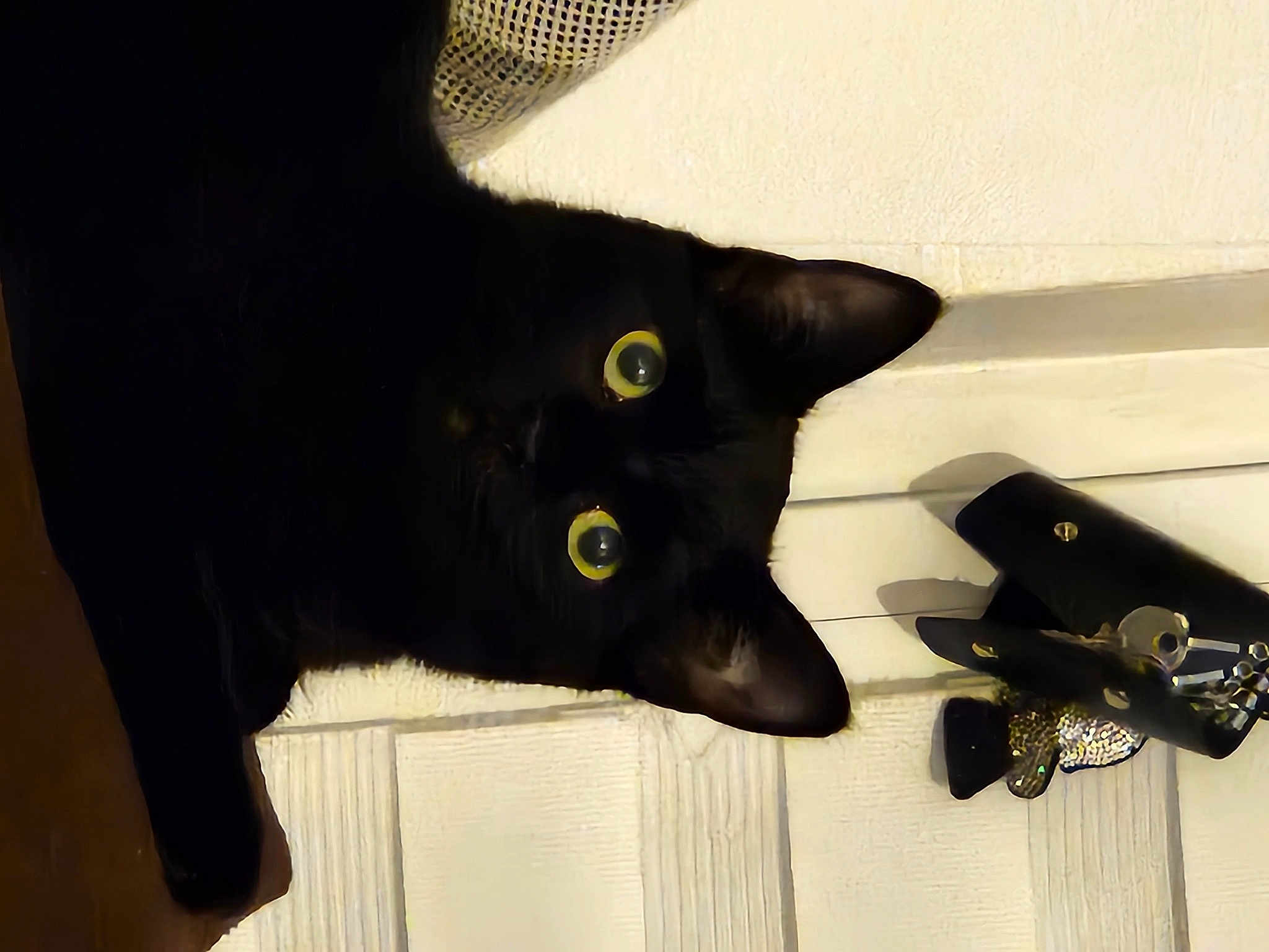 Bagheera