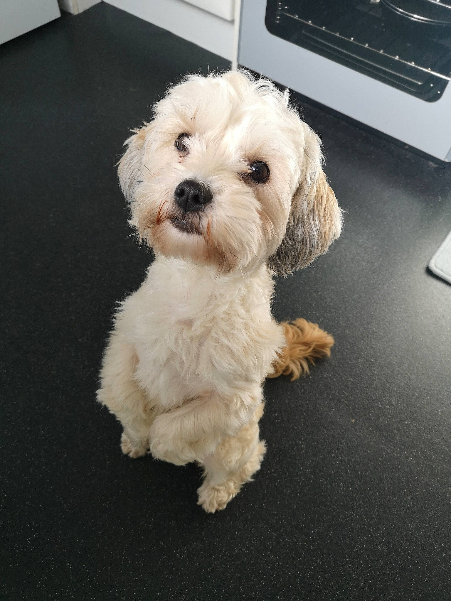 Bayley joined the competition — help win amazing prizes! canidae, carnivore, companion_dog, computer_keyboard, dog, dog_breed, flooring, fur, labradoodle, laptop, maltepoo, output_device, shih_poo, small_terrier, snout, sporting_group, terrier, toy_dog, water_dog, working_animal