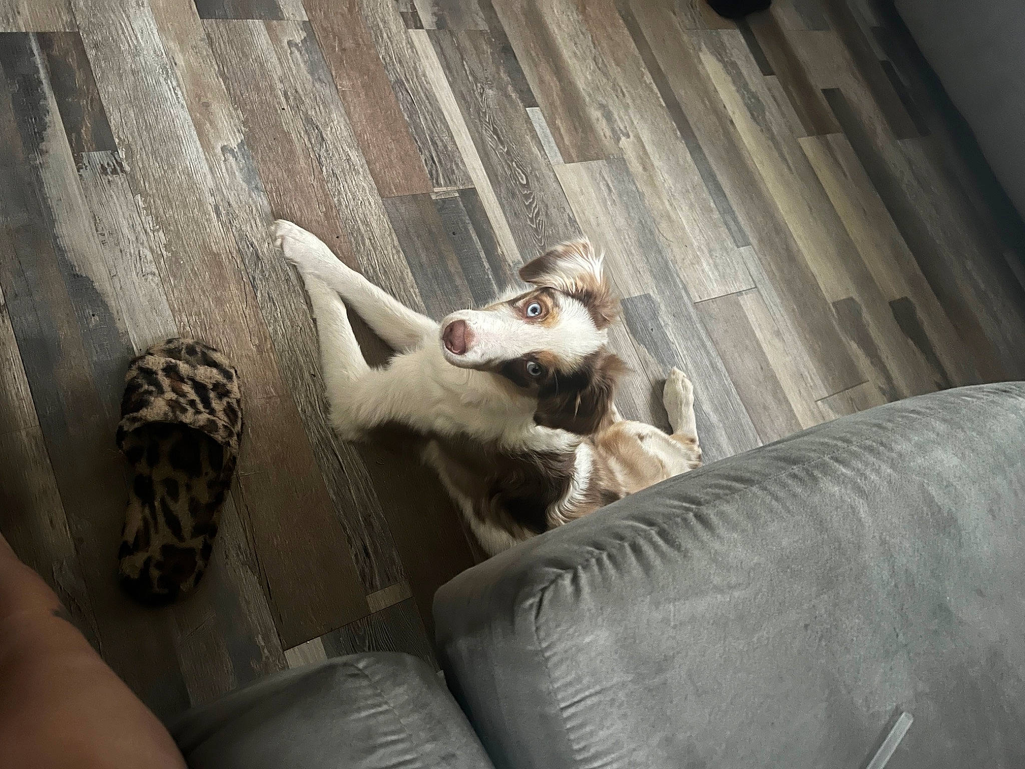 Max joined the competition — help win amazing prizes! canidae, carnivore, comfort, companion_dog, darkness, dog, dog_breed, fawn, felidae, fur, paw, small_to_medium_sized_cats, snout, sporting_group, tail, terrestrial_animal, whiskers, wildlife, wood, working_animal