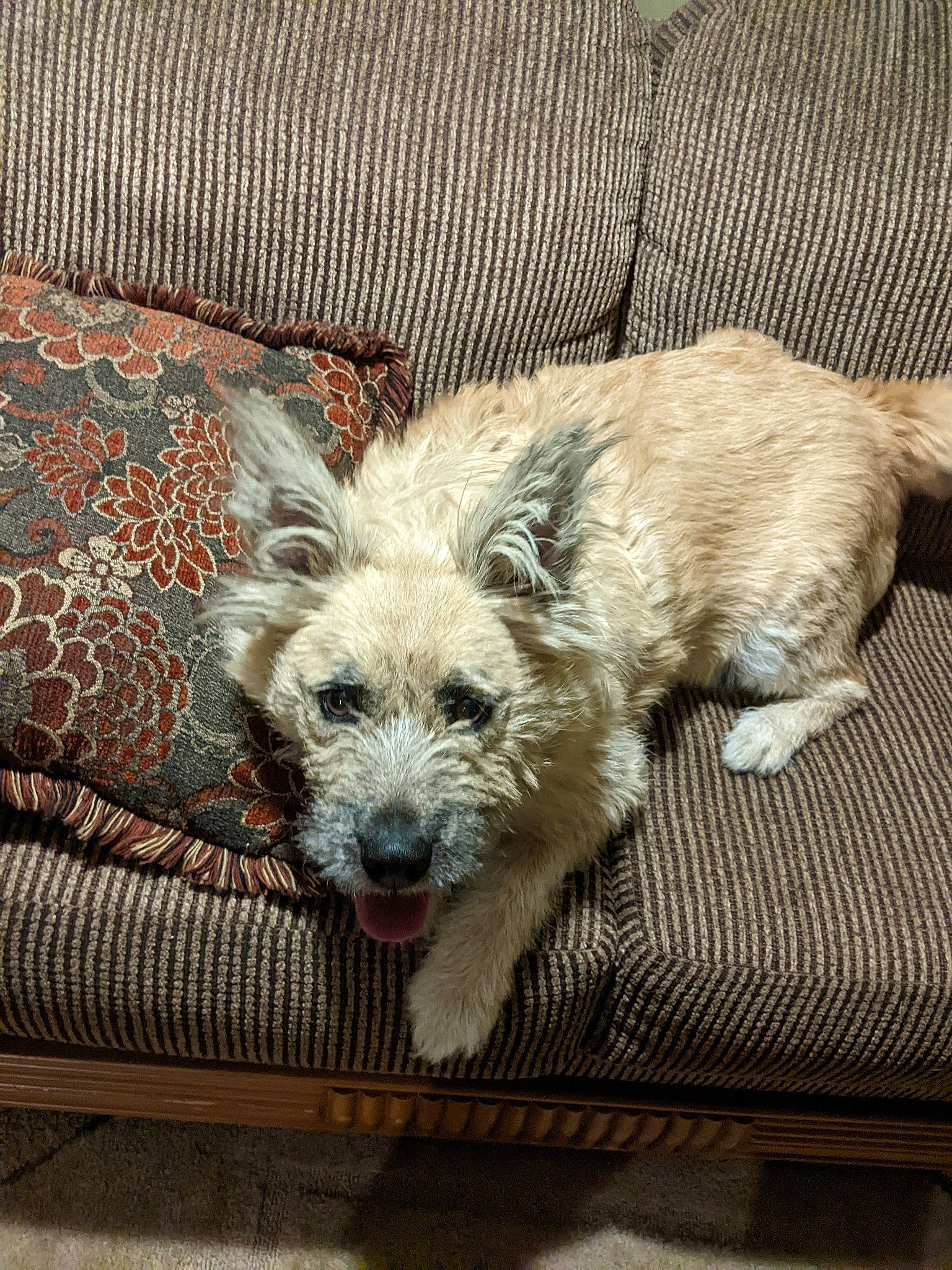 Princess Layla joined the competition — help win amazing prizes! canidae, carnivore, comfort, companion_dog, dog, dog_breed, fawn, flooring, fur, paw, puppy, small_terrier, snout, sporting_group, terrestrial_animal, terrier, toy_dog, whiskers