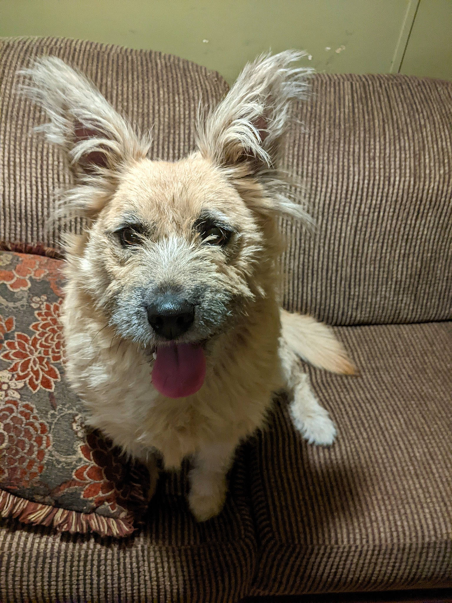 Princess Layla joined the competition — help win amazing prizes! ancient_dog_breeds, canidae, carnivore, companion_dog, couch, dog, dog_breed, fawn, fur, paw, puppy, snout, sporting_group, tail, terrestrial_animal, terrier, toy_dog, whiskers, wood, working_animal