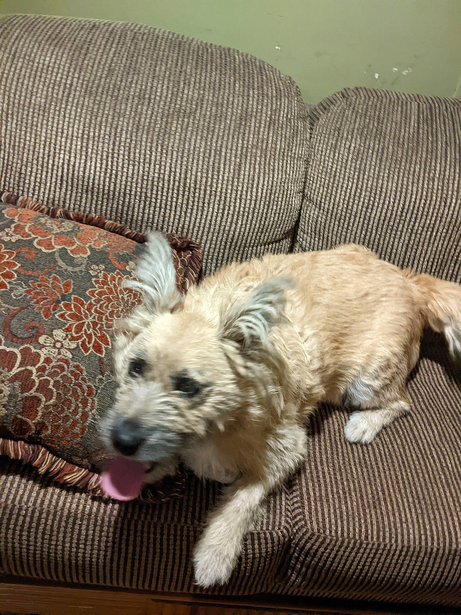 Princess Layla joined the competition — help win amazing prizes! canidae, carnivore, comfort, companion_dog, couch, dog, dog_breed, dog_supply, fawn, flooring, fur, pattern, paw, small_terrier, sporting_group, terrestrial_animal, terrier, toy_dog, working_animal, working_terrier