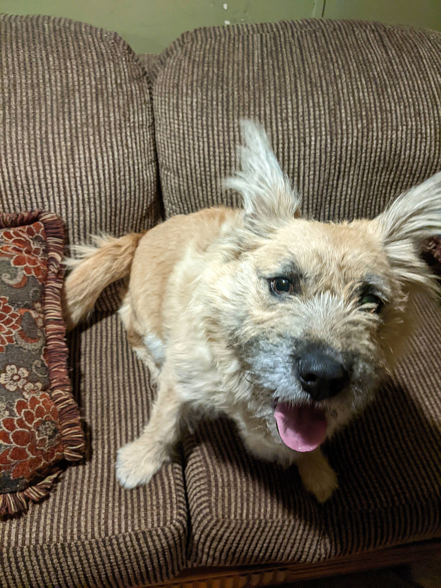 Princess Layla joined the competition — help win amazing prizes! canidae, carnivore, comfort, companion_dog, couch, dog, dog_breed, dog_supply, fawn, fur, non_sporting_group, paw, small_terrier, sporting_group, tail, terrestrial_animal, terrier, toy_dog, whiskers, working_animal