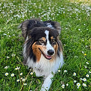 Roxy a rejoint le concours — aidez-le/la à gagner de superbes lots ! animal, canine, daisy, daylight, dog, flower, friendly, fur, grass, greenery, happy, laying_down, meadow, nature, outdoor, pet, smiling, spring, tongue_out, tricolor