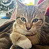 animal, blanket, cat, close_up, cozy, curious, cute, domestic, eyes, feline, fur, indoor, kitten, paw, pet, resting, soft, tabby, whiskers, young