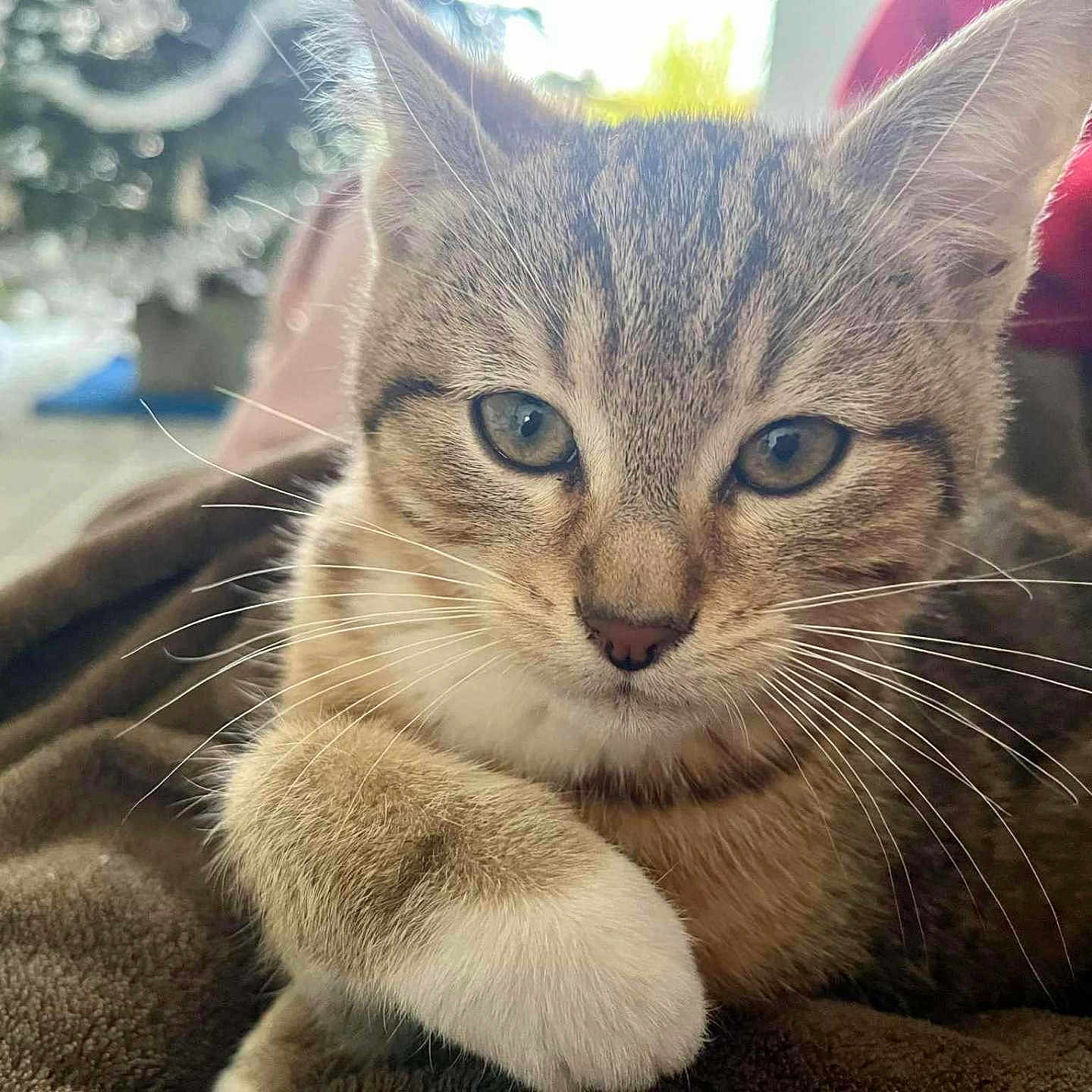 Kitsu a rejoint le concours — aidez-le/la à gagner de superbes lots ! animal, blanket, cat, close_up, cozy, curious, cute, domestic, eyes, feline, fur, indoor, kitten, paw, pet, resting, soft, tabby, whiskers, young