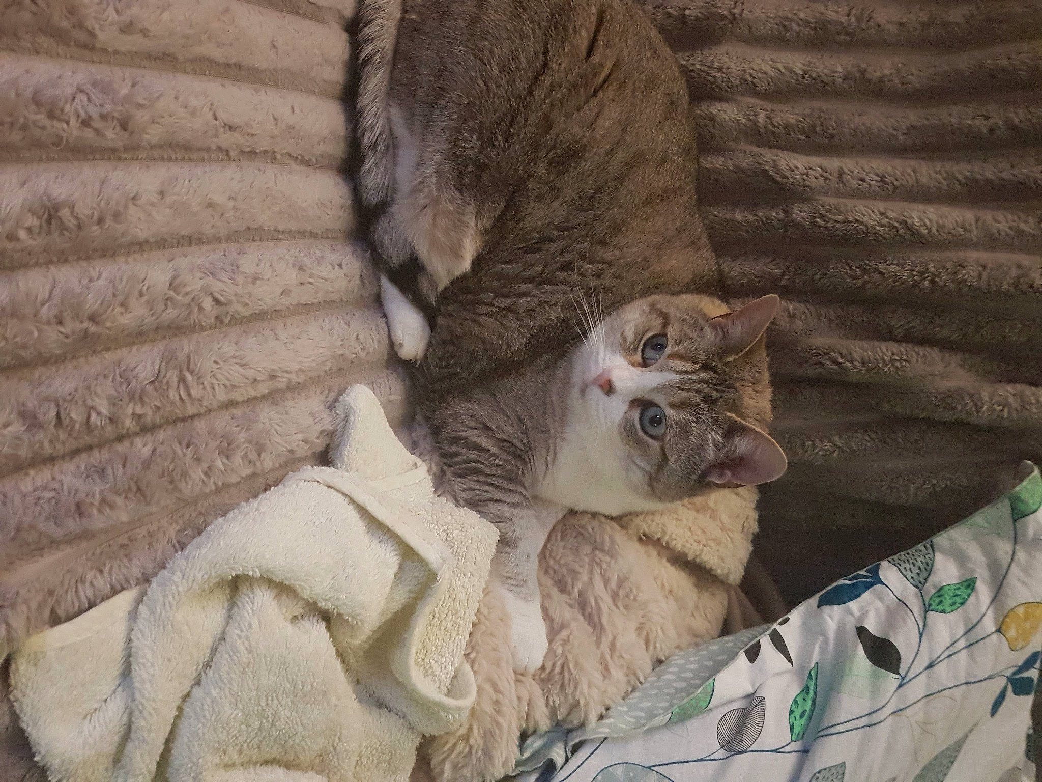 Hermine
