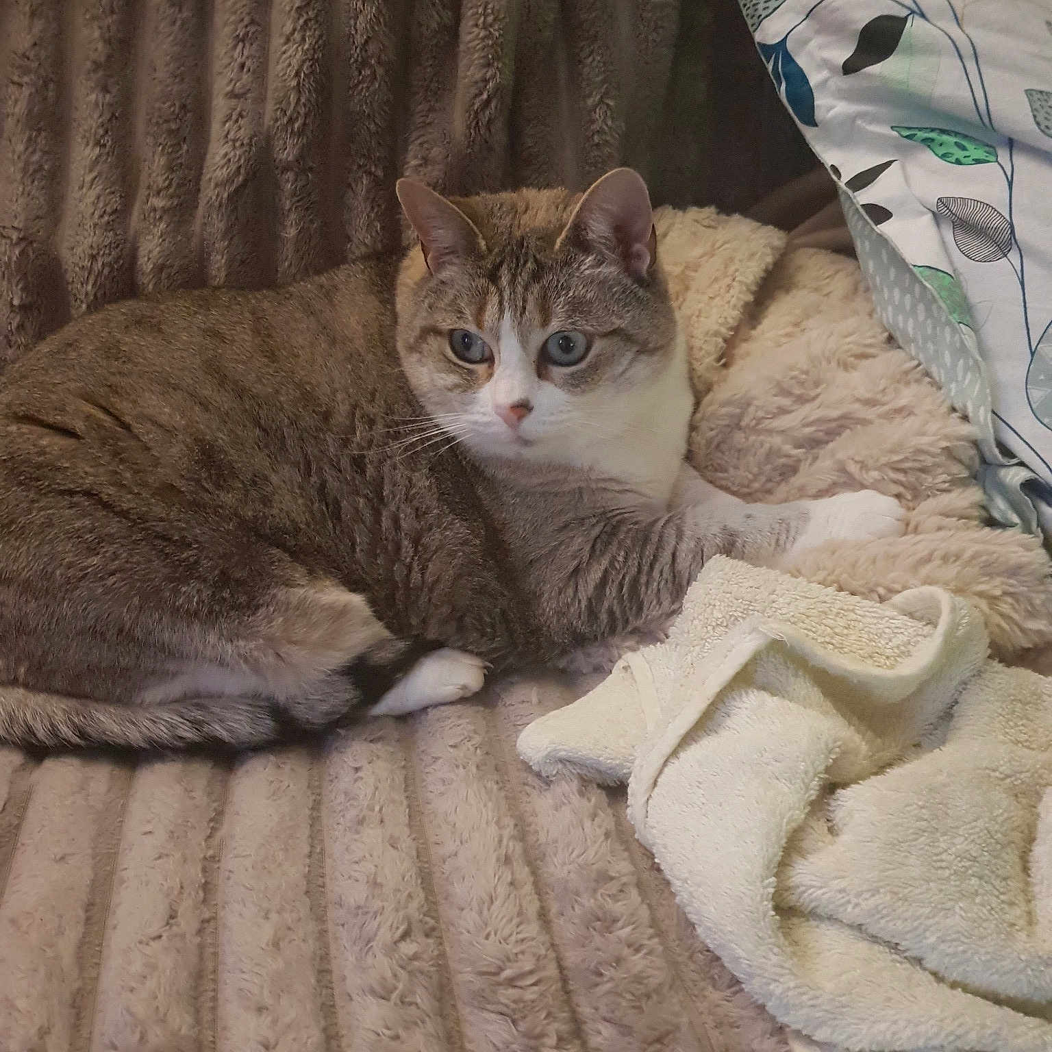 Hermine