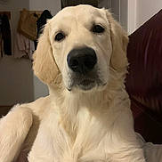 Rio a rejoint le concours — aidez-le/la à gagner de superbes lots ! dog, golden_retriever, pet, indoor, close_up, canine, fur, animal, mammal, portrait, couch, relaxed, friendly, domestic, companion, household, cute, face, soft_light, calm